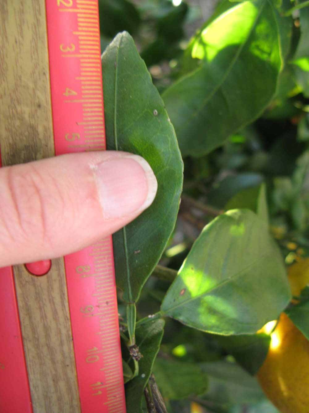              Unifoliolate leaf (Winter Haven, FL)       